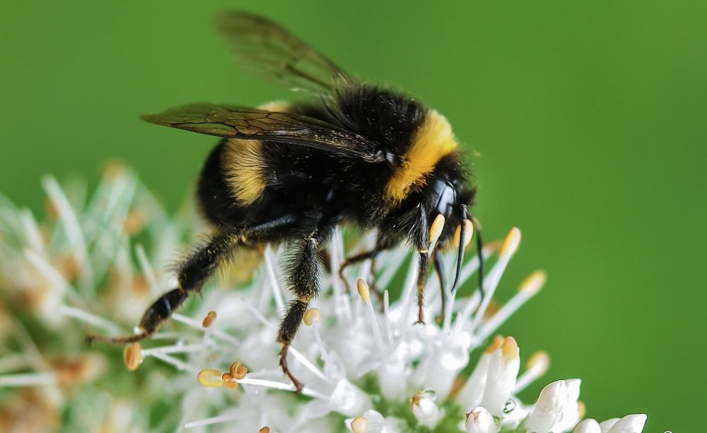 Bumblebee