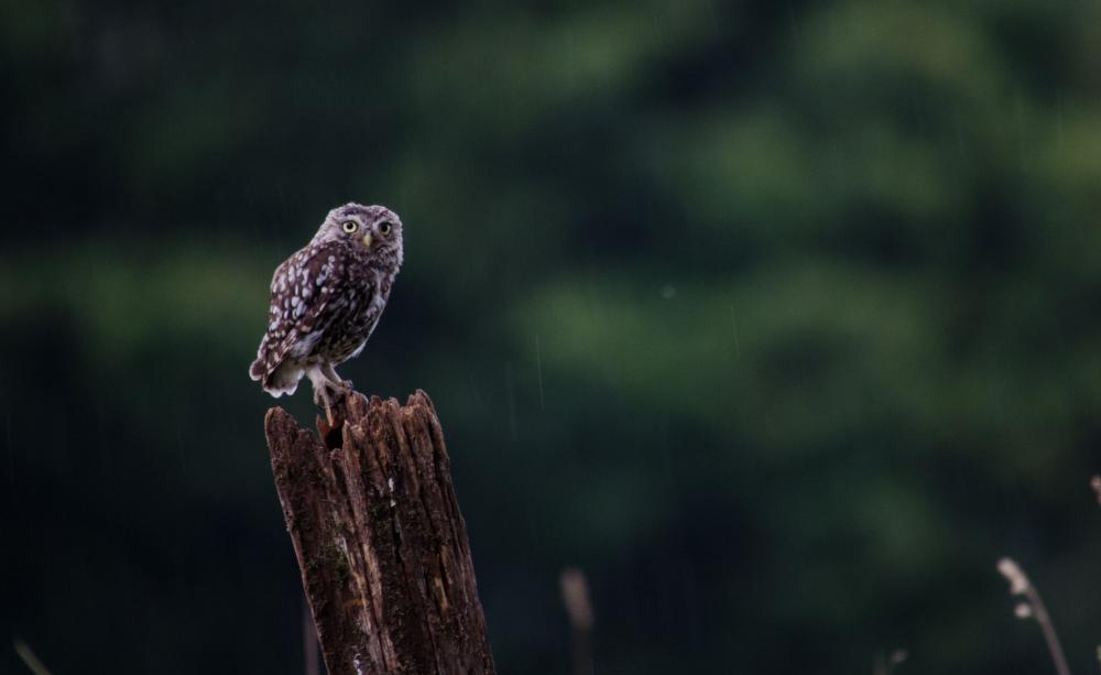 Owl on a branch