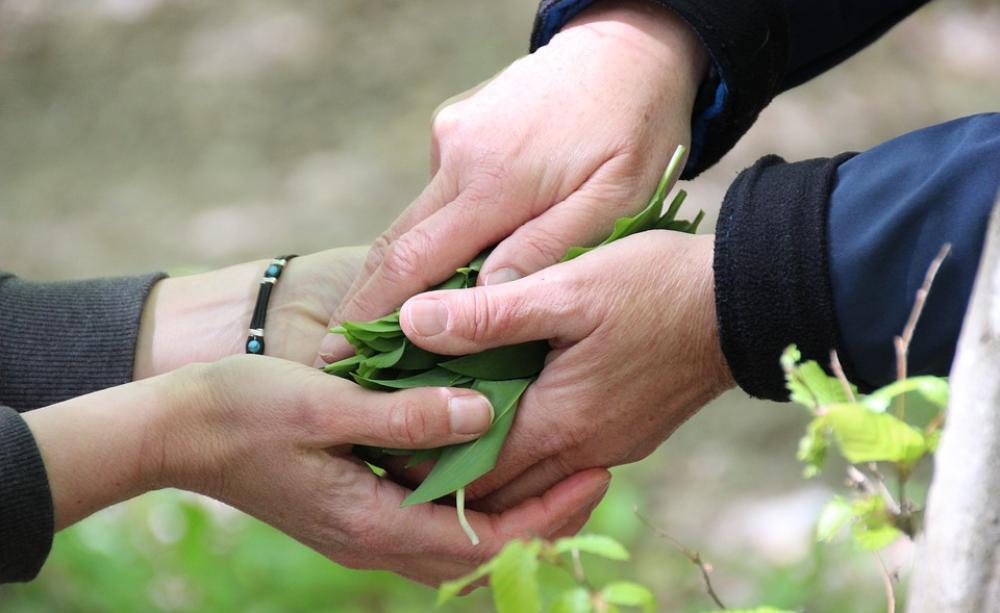 Hands sharing plants