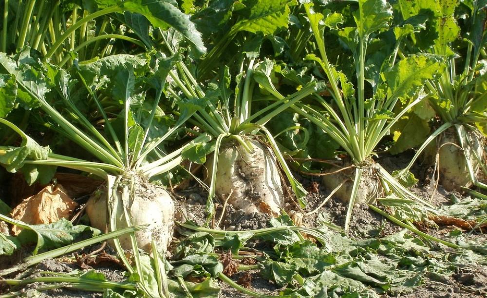 sugar beet