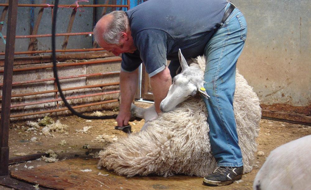 Sheep sheering