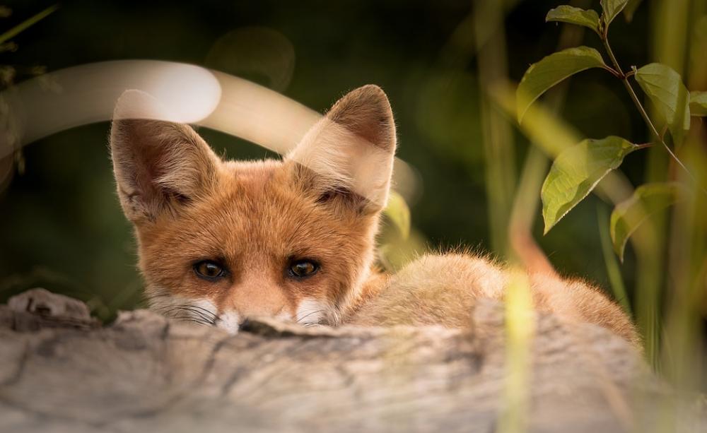 Fox cubs