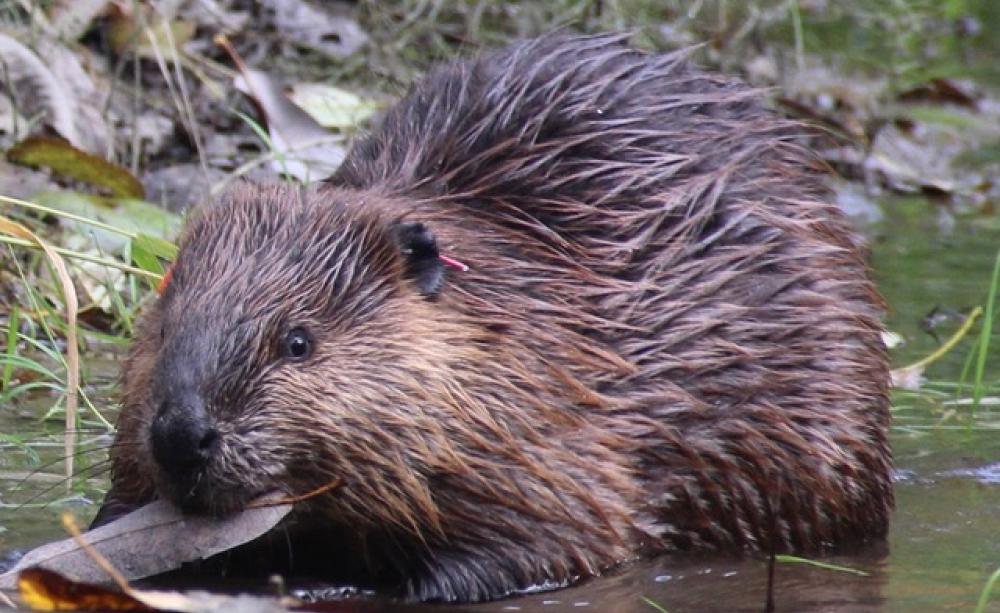 Beaver