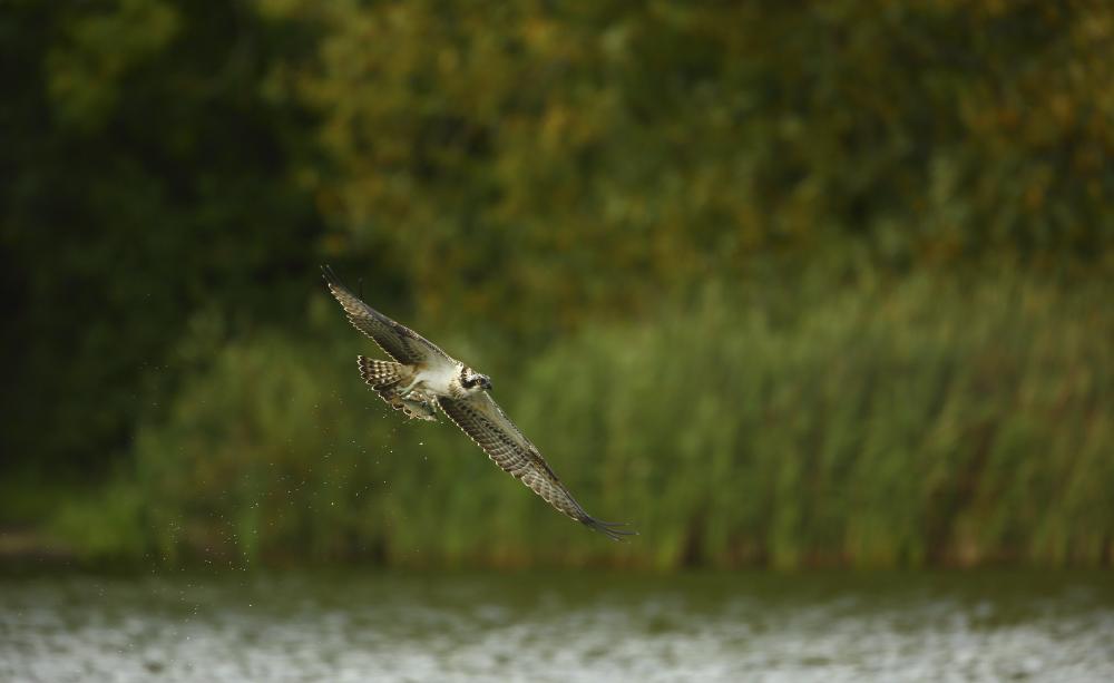 An Osprey fishes in Kielder Forest, Northumberland