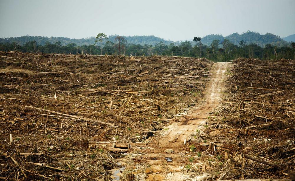 Deforestation