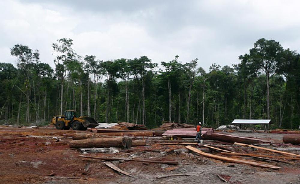 Deforestation