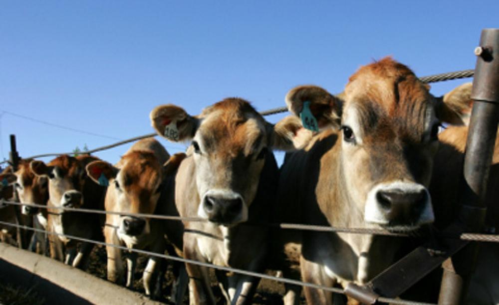 Cows outdoors