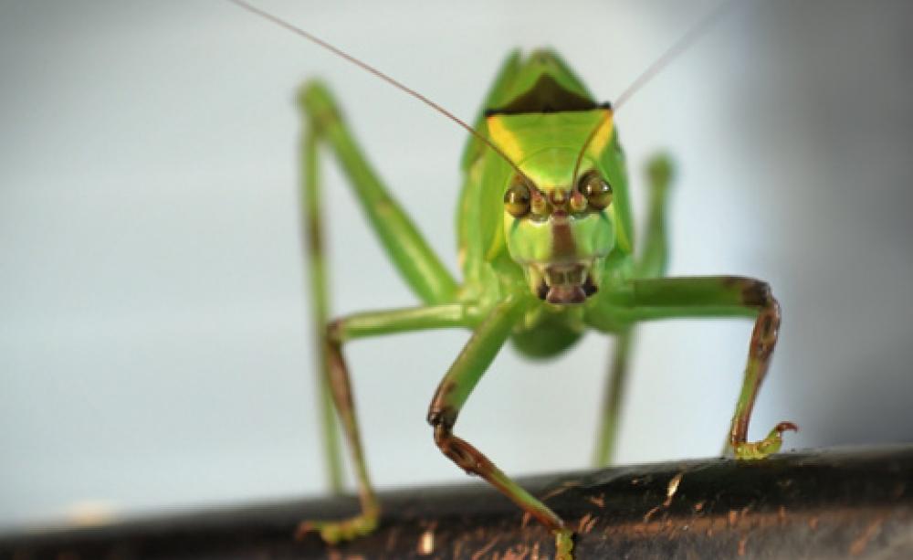 Grasshopper
