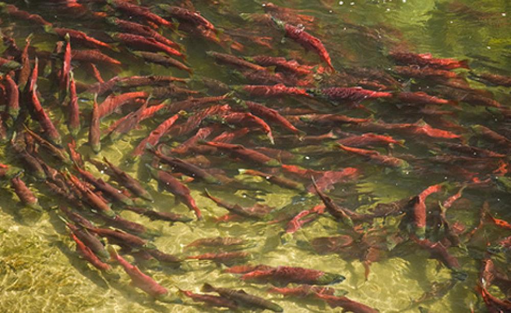 Sockeye salmon