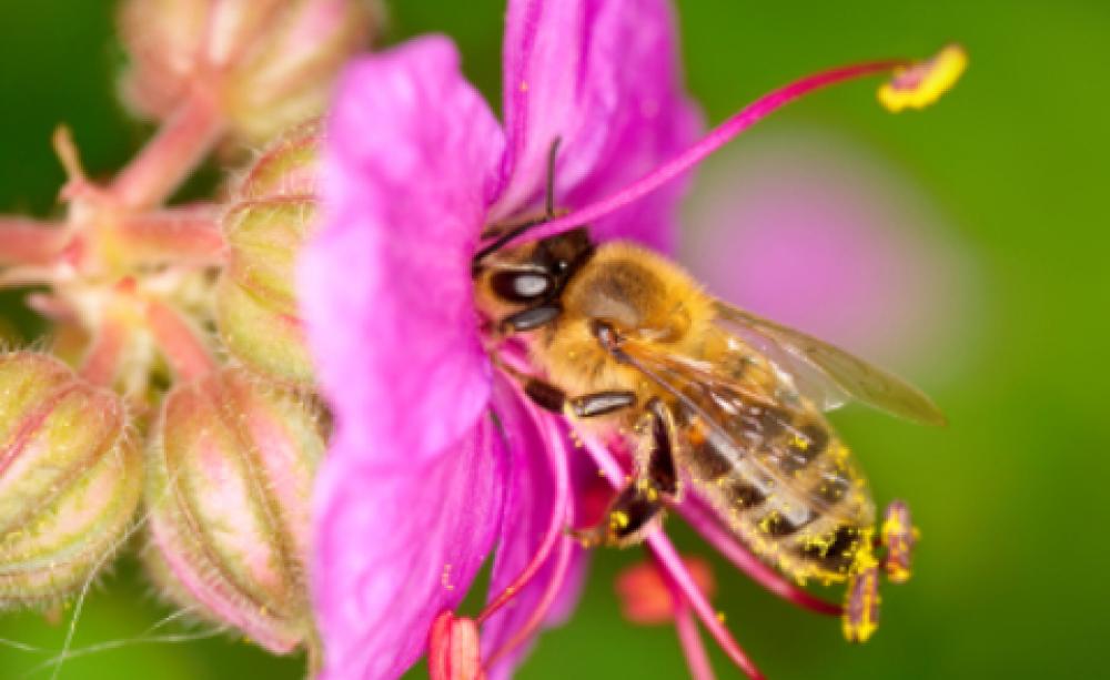 bee and flower