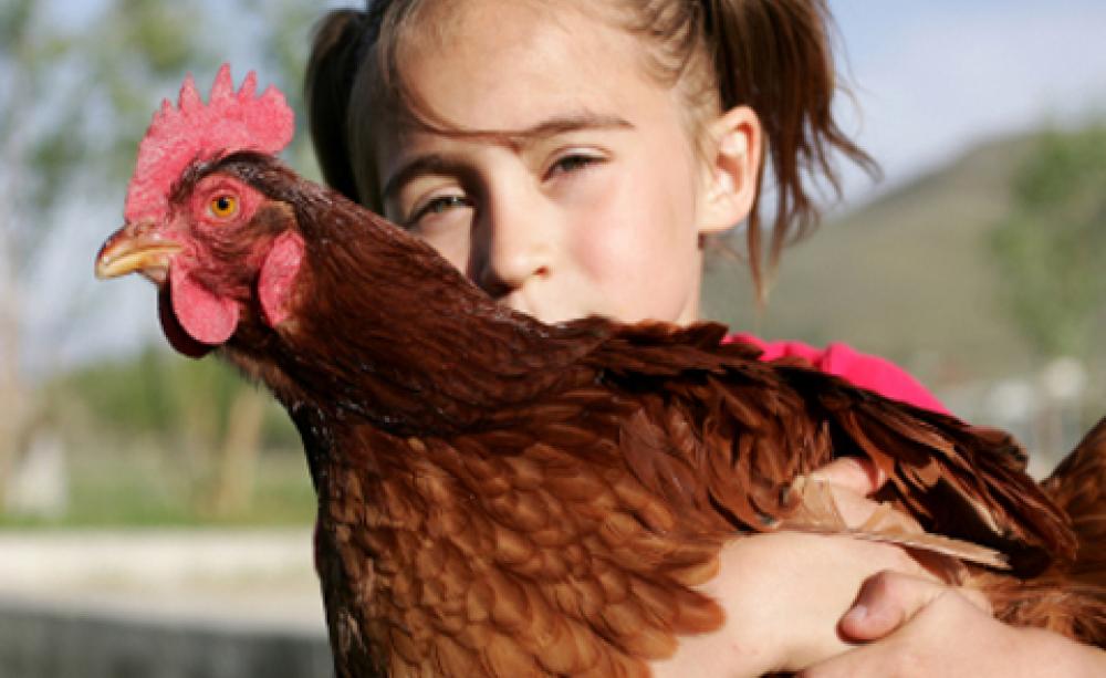 chickens