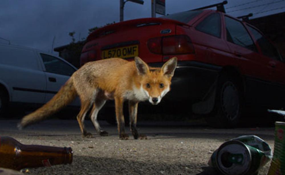 Roadkill: sickening or sustainable?