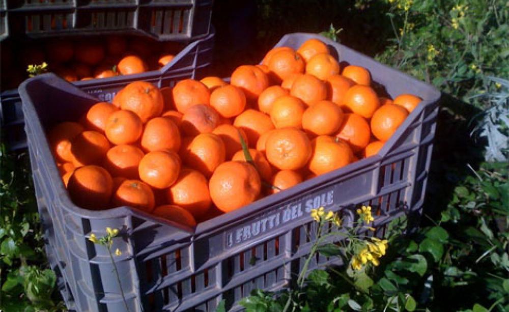 oranges migrant workers coca cola