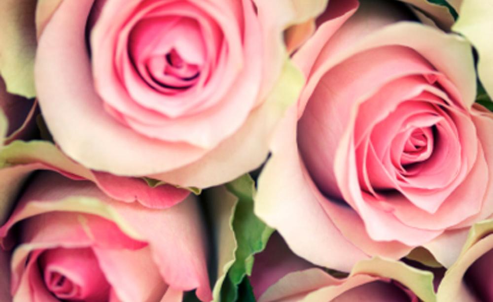 cut flowers