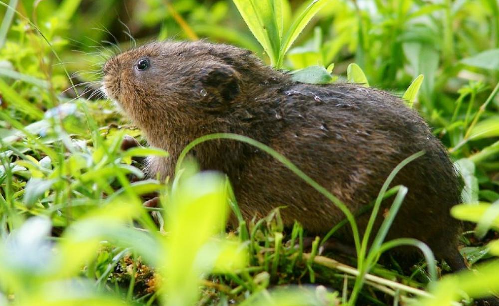 Water vole in Arundel, England. Photo: Peter Trimming via Flickr (CC BY).