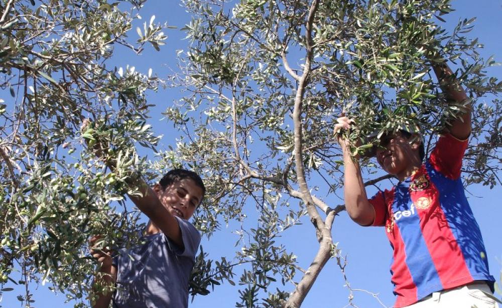Olive harvest at Surif in the West Bank, Palestine. Photo: Palestine Solidarity Project via Flickr (CC BY-SA).