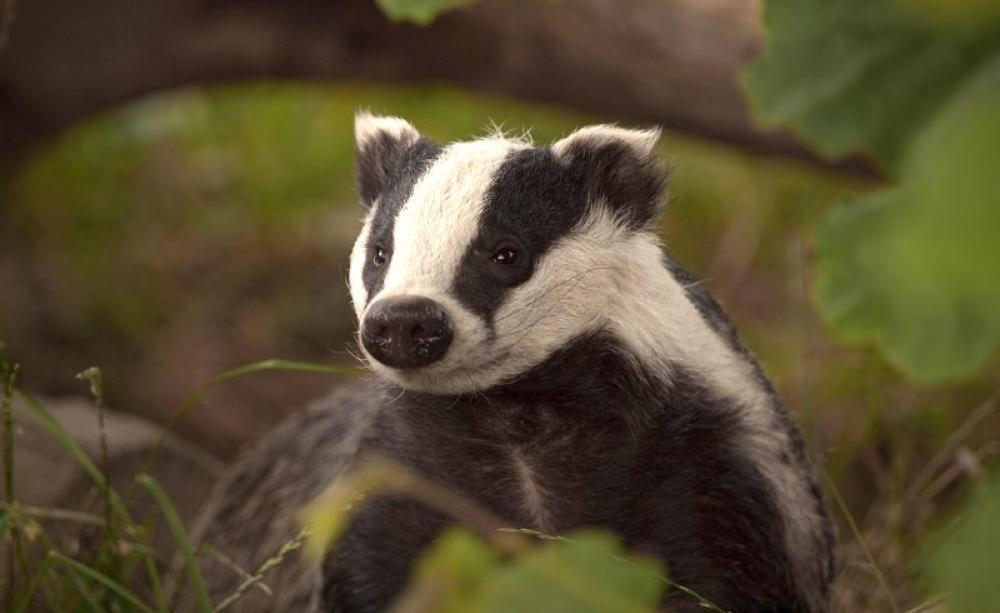 English badger. Photo: Kentish Plumber via Flickr (CC BY-NC-ND).