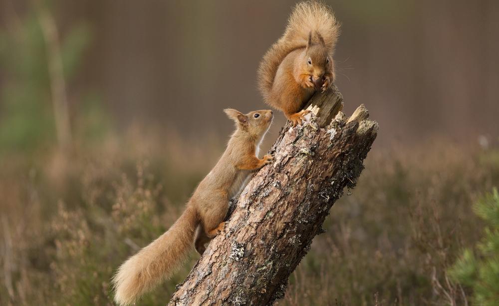 Across much of Britain, the red squirrel has been largely outcompeted by the introduced grey squirrel. Greys are immune to and spread squirrel pox virus, which is lethal to reds.(c) Peter Cairns