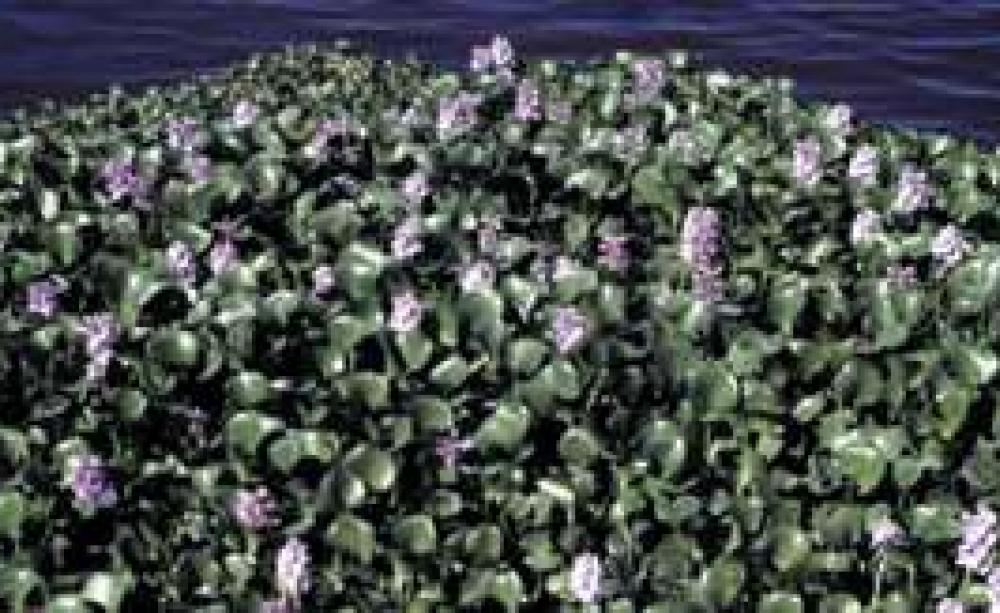 HYACINTH_OCT03_MAIN.jpg