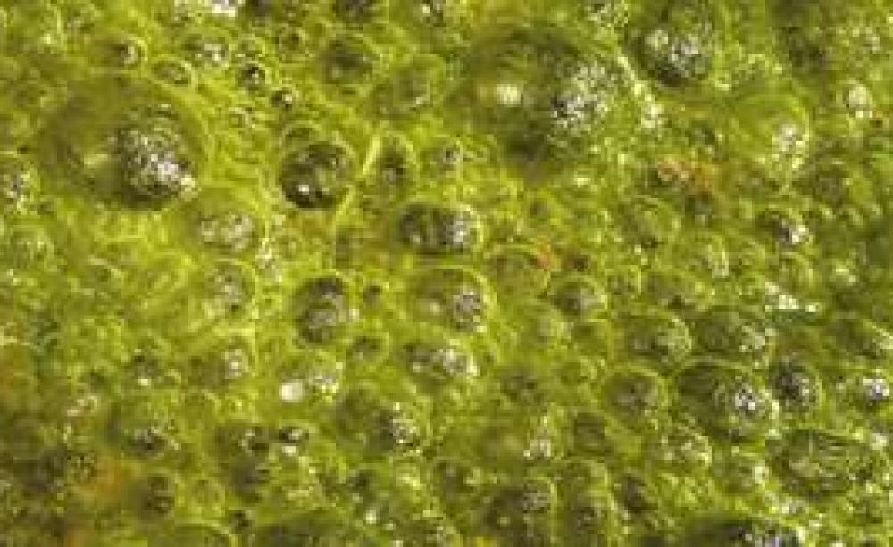 Algae_MAIN.jpg