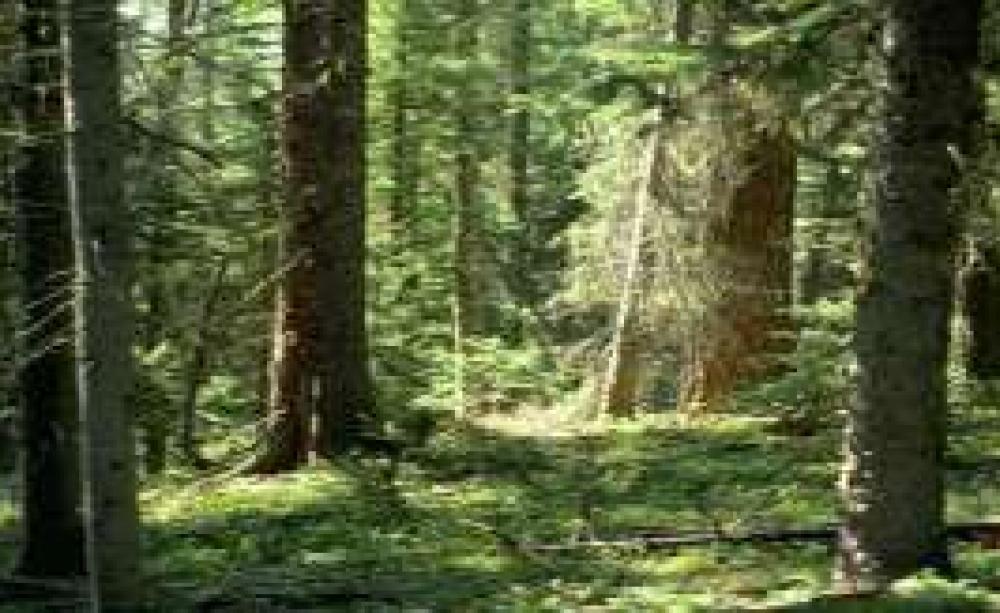 forest.jpg
