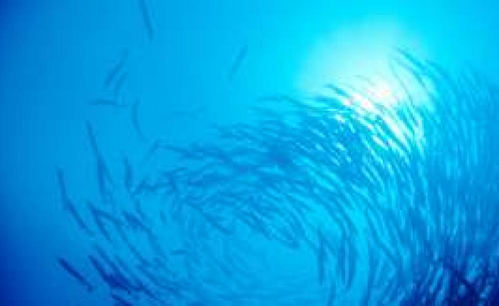 fishshoallr.jpg