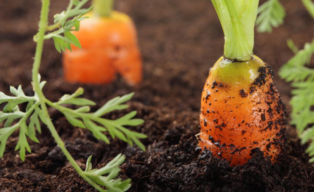 Gardening