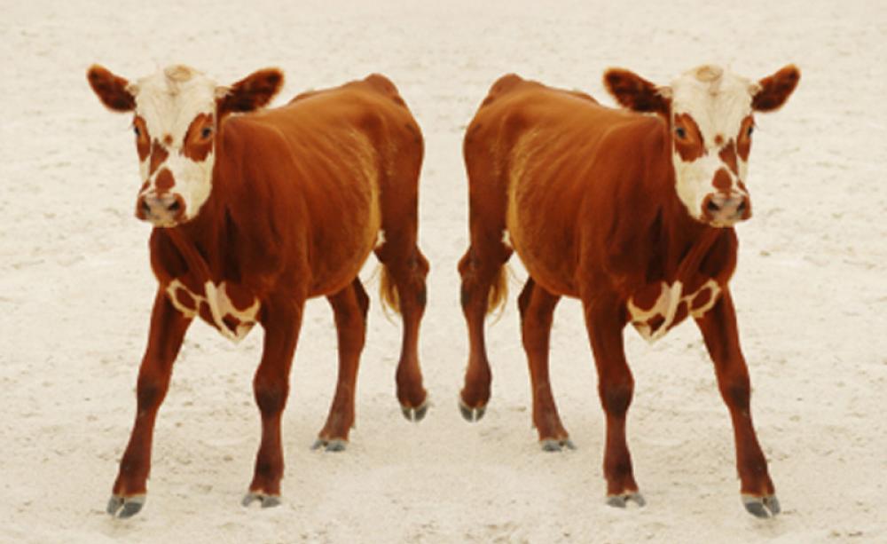 A cloned calf