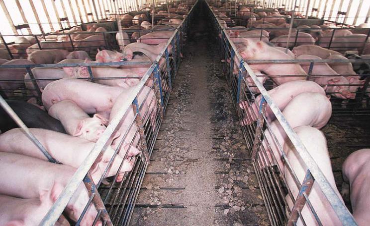 Lots of pigs on a farm