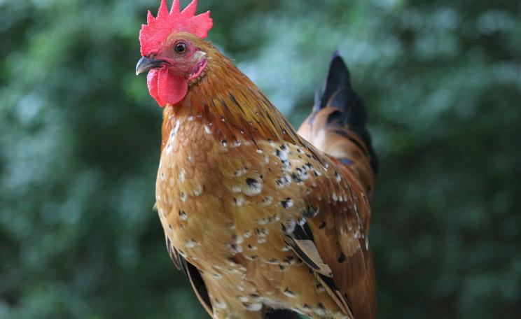 Rooster