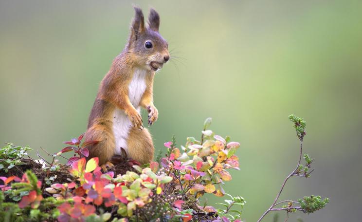Red squirrel