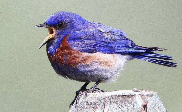 A bird
