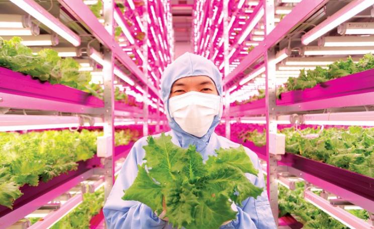 Pink plant factory