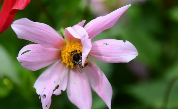 Bee on flower