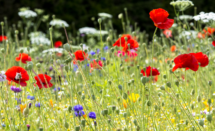 Poppies in a wildflower meadow