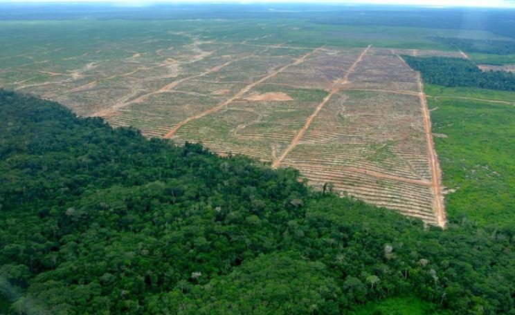 Palm oil deforestation in Peru