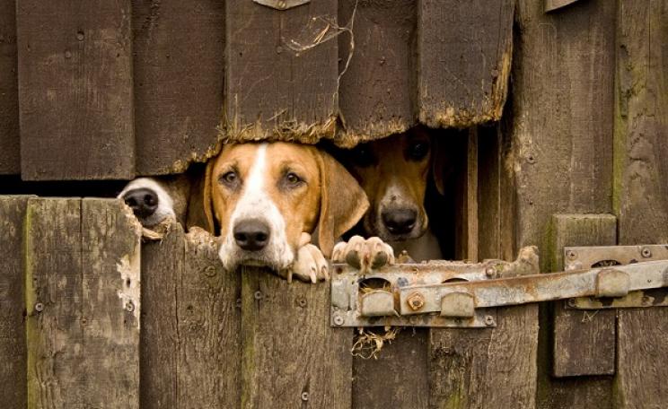 Hunting hounds looking through a barn on a farm.