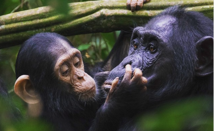 A parent and child great ape