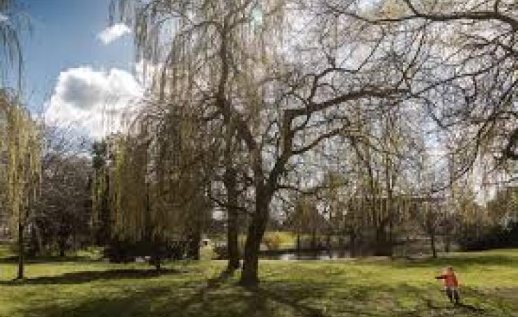 Trees