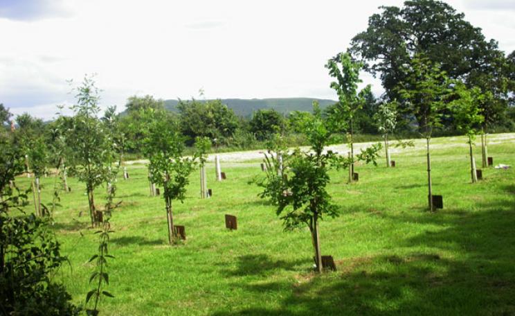 Ham Down Woodland burial ground