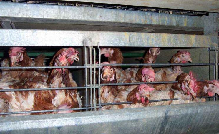 Battery farmed chickens
