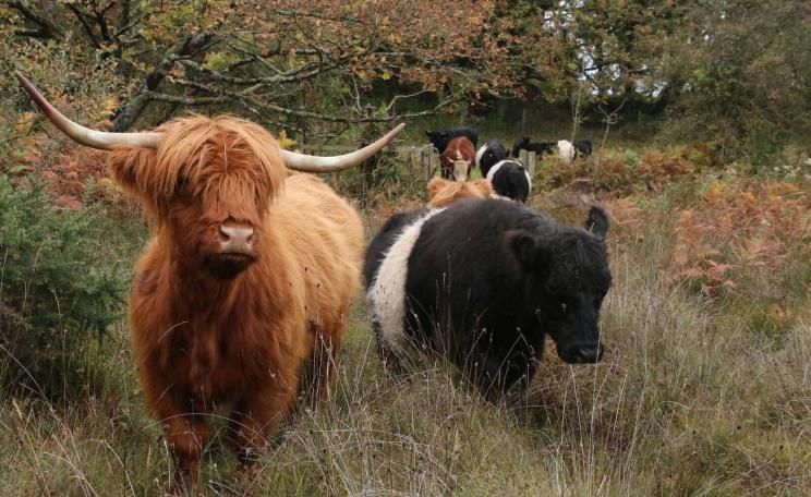Highland cattle on a nature friendly farm