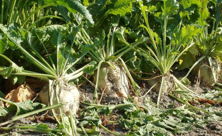 sugar beet