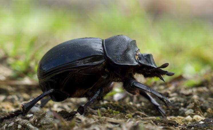 Dung beetle