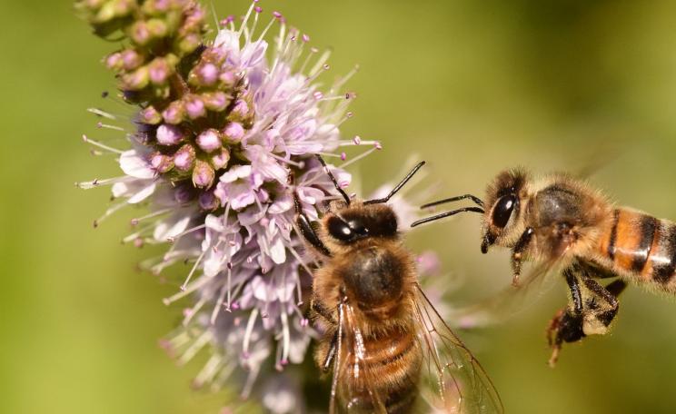 Pollinators