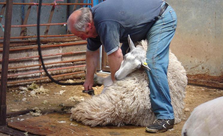 Sheep sheering