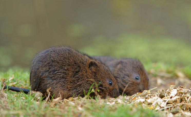 Water voles