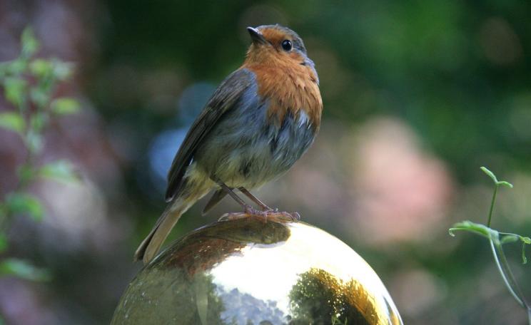 Songbird