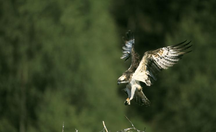 Ospreys