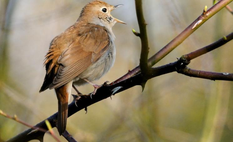 Nightingale